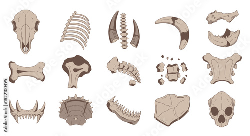 Collection of Various Animal Bones and Skulls.