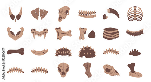 Collection of Various Human Bones and Skulls.