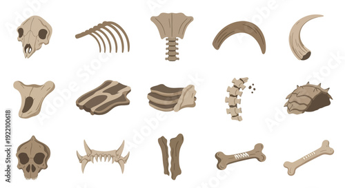 Collection of Various Human Bones and Skulls.