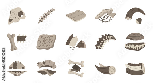 Fossilized dinosaur bones and teeth collection.