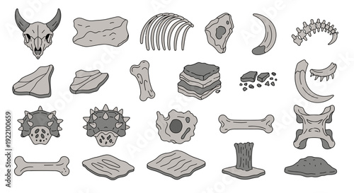 Various dinosaur bone illustrations on white background.