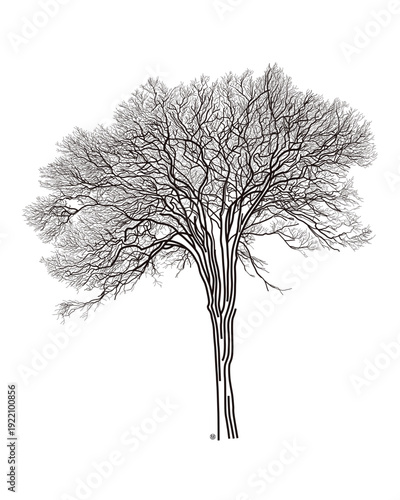 어도비 43 브라질 이비라푸에라 피케이라 나무