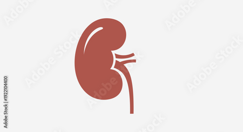 Human Kidney Anatomy Illustration