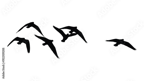 A flock of birds flying in formation isolated on white background, Vector