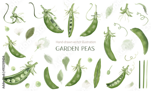 グリーンピースの水彩スケッチ素材セット
