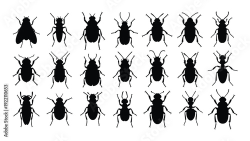 A collection of black silhouettes of various beetles isolated on white background, Vector