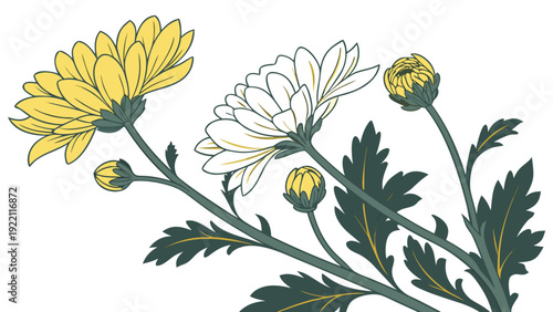 Vibrant yellow and white chrysanthemums with buds on a white background.