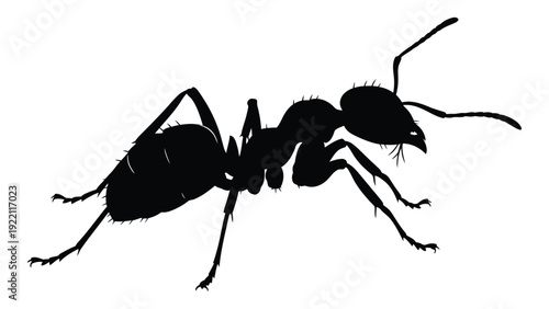 A black silhouette of an ant on a white background isolated on white background, Vector