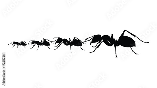 A line of ants in different sizes walking in a row isolated on white background, Vector