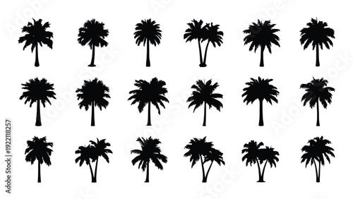 A group of black palm tree silhouettes on a white background isolated on white background, Vector
