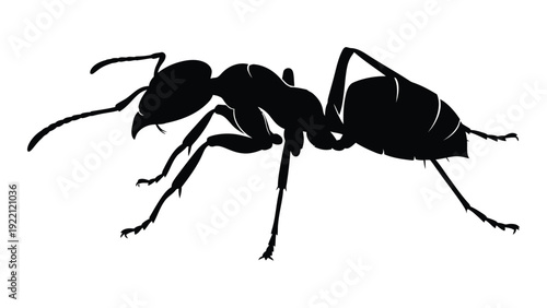 A black silhouette of an ant on a white background isolated on white background, Vector