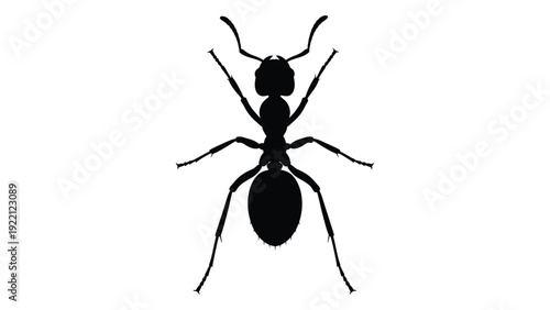 A black silhouette of an ant on a white background isolated on white background, Vector