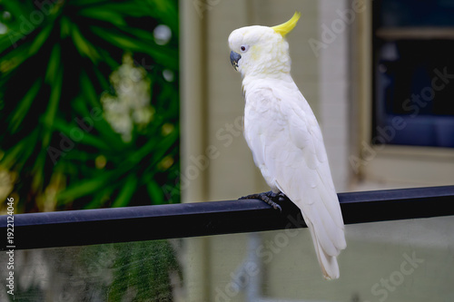 Sea Cliff Bridge coastal bridge and ocean views with seaside restaurant, street scene and colorful parrots along the Pacific coast, New South Wales, Australia editorial travel landscape