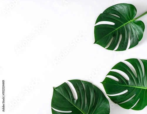 Wallpaper Mural Three vibrant green Monstera leaves on a clean white background, perfect for design. Torontodigital.ca