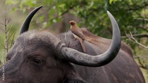 An African buffalo stands in a South African national park while a red-billed buffalo weaver hops on its back, picking off parasites, showing a unique symbiotic wildlife interaction up close.