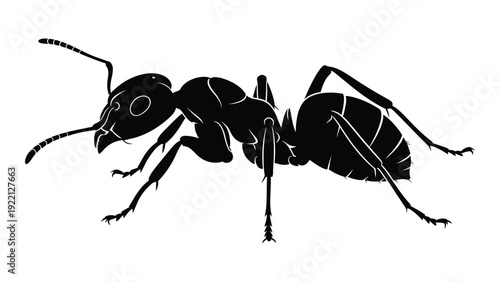 A black and white drawing of an ant on a white background isolated on white background, Vector
