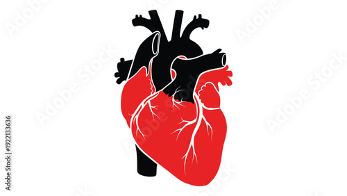 Anatomy of a human heart isolated on white background, Vector