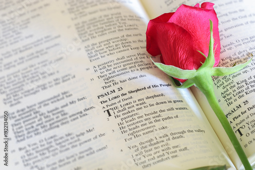 Bible open to Palams 23 with a red rose on the page