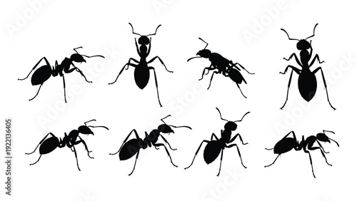 A group of black ants on a white background isolated on white background, Vector