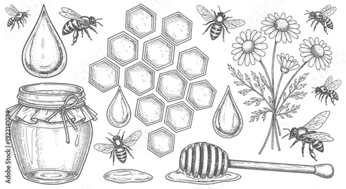 Honey bees honeycomb daisies vector illustration organic food concept