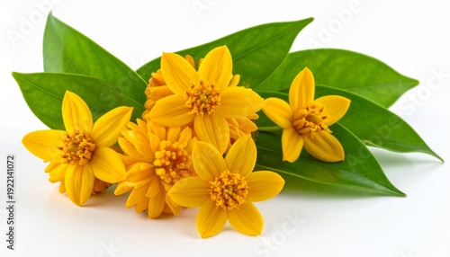 Vibrant Yellow Flowers with Green Leaves - A Stunning Floral Arrangement on White Background.