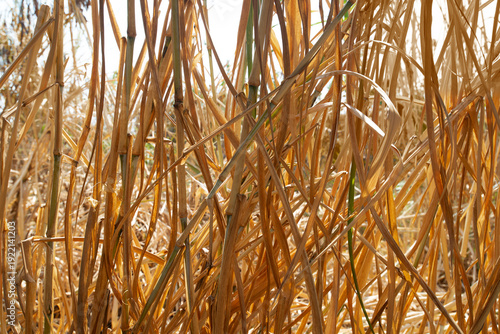 A close-up photograph of a clump of dry grass during the dry season.