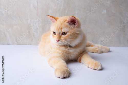 Studioshot photo of a young domestic cat laying down on the floor.