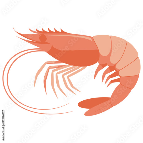 shrimp on white background