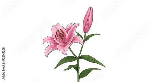 Beautiful pink lily flower with a blooming head and a closed bud standing on a green leafy stem against a white backdrop.