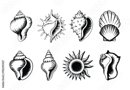 Collection of Hand-Drawn Seashell and a Sun Motif