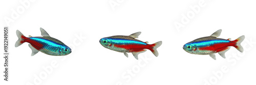 Tableau sur toile Neon tetra Paracheirodon innesi isolated on white background, blue red stripe Am