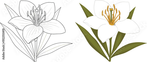 White Lily Flower Vector Illustration Outline and Colored Botanical Floral Design Set