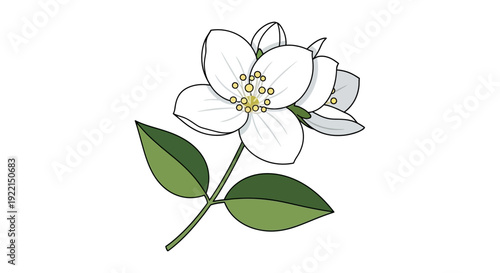 Illustration of a Blooming Jasmine Flower with Green Leaves.