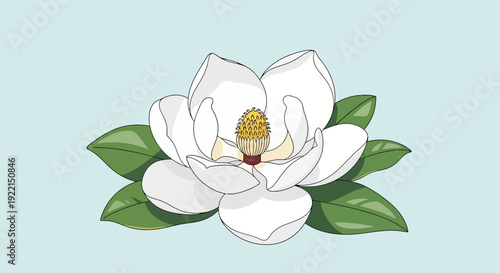 Elegant White Magnolia Flower with Green Leaves Illustration.