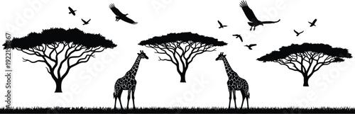 African savanna wildlife silhouettes, giraffes acacia trees birds flying, nature vector illustration design elements for ecosystem artwork