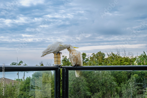 Sea Cliff Bridge coastal bridge and ocean views with seaside restaurant, street scene and colorful parrots along the Pacific coast, New South Wales, Australia editorial travel landscape
