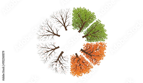 Circular four seasons deciduous tree vector cycle showing winter spring summer and autumn isolated on white background