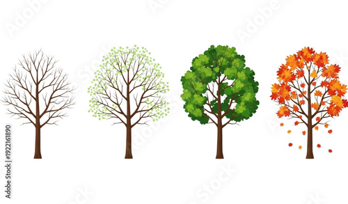 Four seasons deciduous tree vector illustration showing winter spring summer and autumn isolated on white background for educational design
