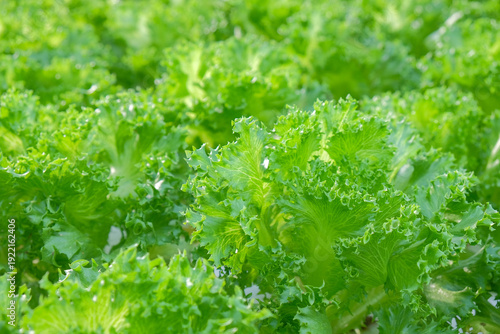Tableau sur toile Beautiful sunlit fillice iceberg lettuce in hydroponic garden with natural sunli