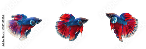 Fotografie Siamese fighting fish male Betta splendens isolated on white background, Thai fi