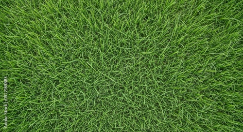 Wallpaper Mural Vibrant green grass texture viewed from directly above, showcasing dense, healthy blades with natural variations in hue and light. Torontodigital.ca