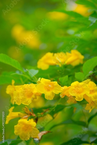 Obraz na plátně Blooming vibrant yellow Tecoma stans, common name Yellow Elder, Yellow Bells, Es