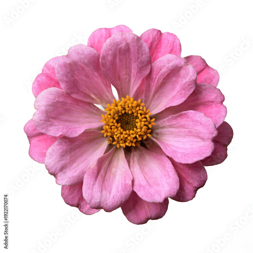 Schilderij op canvas Vibrant pink zinnia flower in full bloom isolated on white background with soft