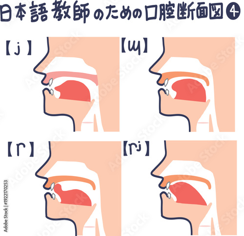 日本語発音のための口腔断面図