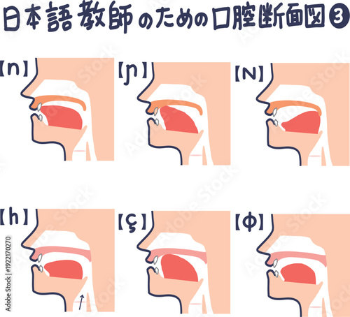 日本語発音のための口腔断面図