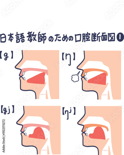日本語発音のための口腔断面図
