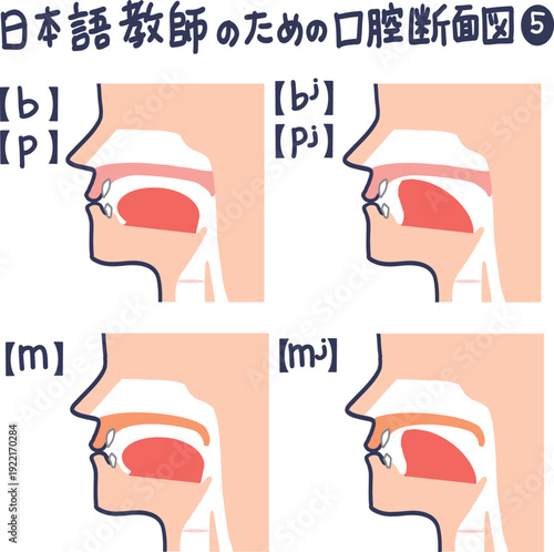 日本語発音のための口腔断面図