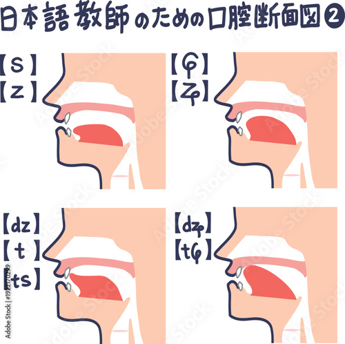 日本語発音のための口腔断面図