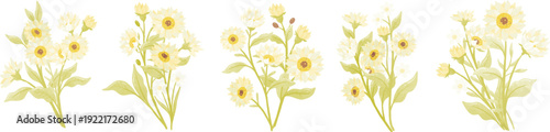 やわらかな水彩タッチで描いた淡い黄色の小花のボタニカルイラストセット｜春の優しい雰囲気を表現したナチュラルフラワー素材・装飾パーツ集