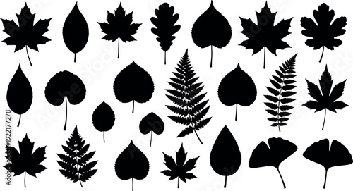 Collection of various leaf silhouettes on white background